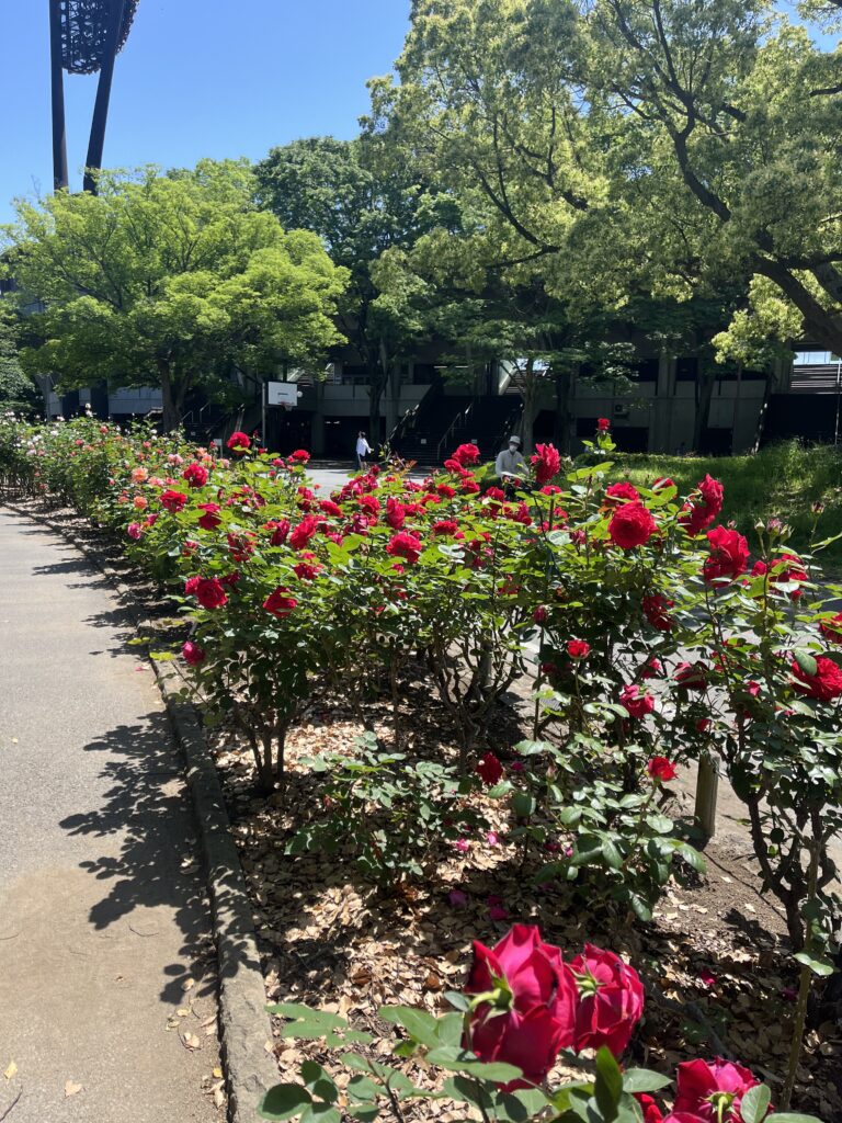 平塚市総合公園の赤いバラが咲いているバラ園の写真です