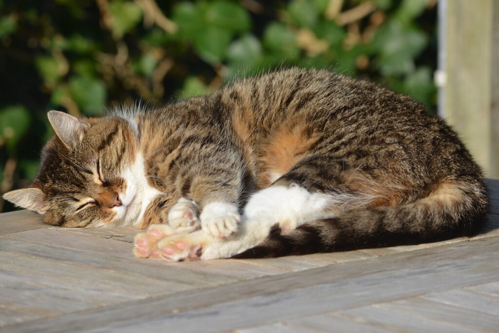 茶色い縞模様の猫が日向ぼっこしながら丸くなって寝ている画像です。