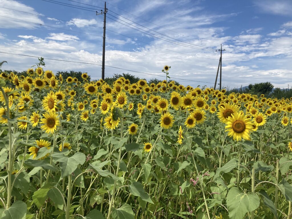 座間ひまわりまつり2023のひまわり畑の写真です。