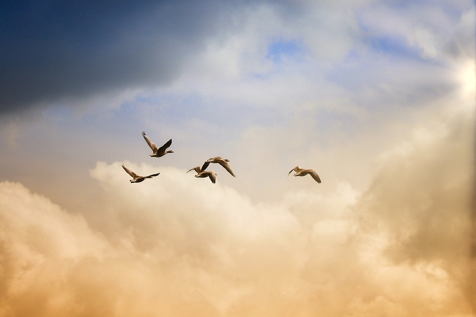 朝焼けの空に5羽の鳥が飛んでいる画像です。